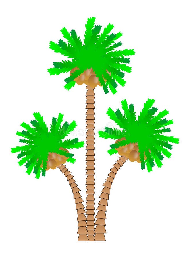 Palm tree royalty free illustration