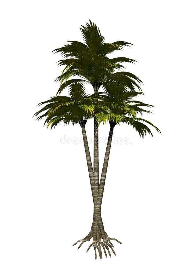 Palm Tree Roots Stock Illustrations 540 Palm Tree Roots Stock