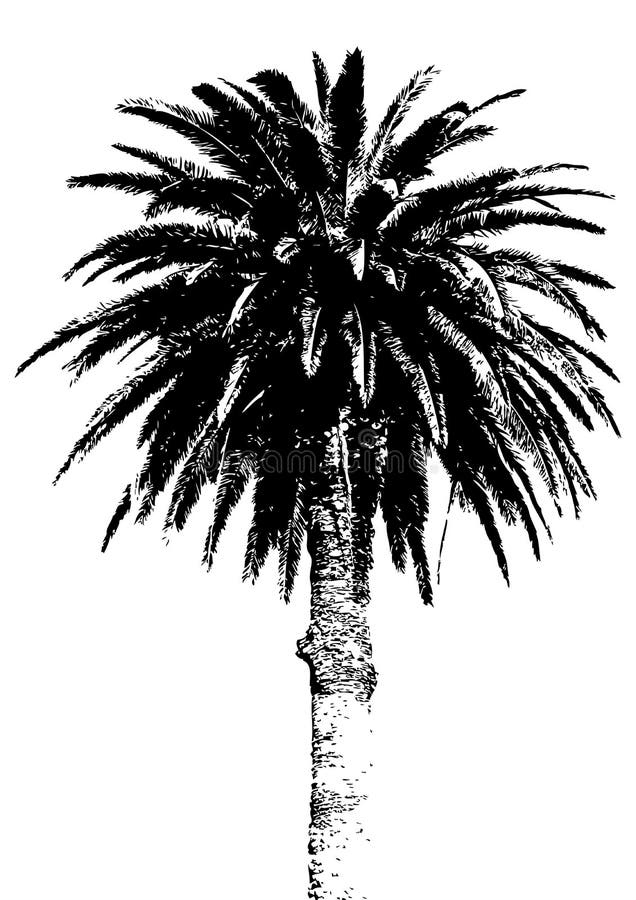 Palm tree vector illustration