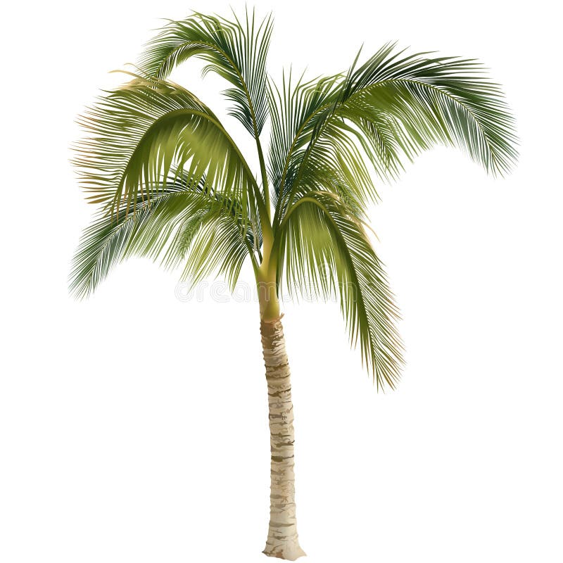 Palm tree royalty free illustration