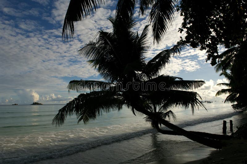 Palm tree stock image. Image of summer, seychelles, vacations - 4181339