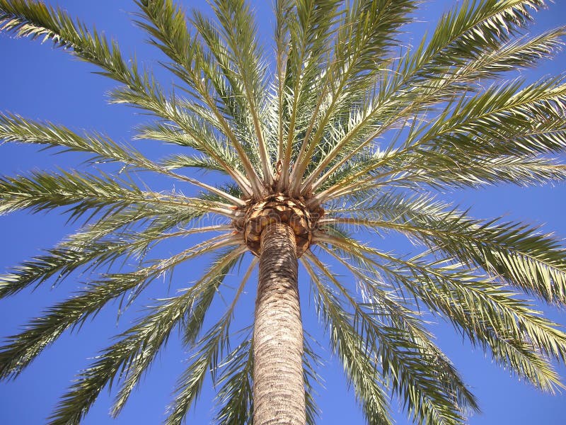 Palm tree stock photo