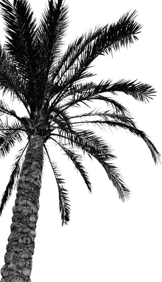 Palm tree