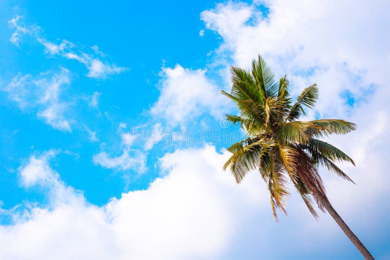 Palm Tree Against the Blue Sky Stock Photo - Image of blue, sunny ...