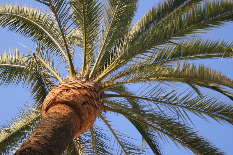 Palm tree against sky stock images