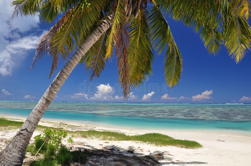 Palm tree on Aitutaki - Cook Islands stock photography