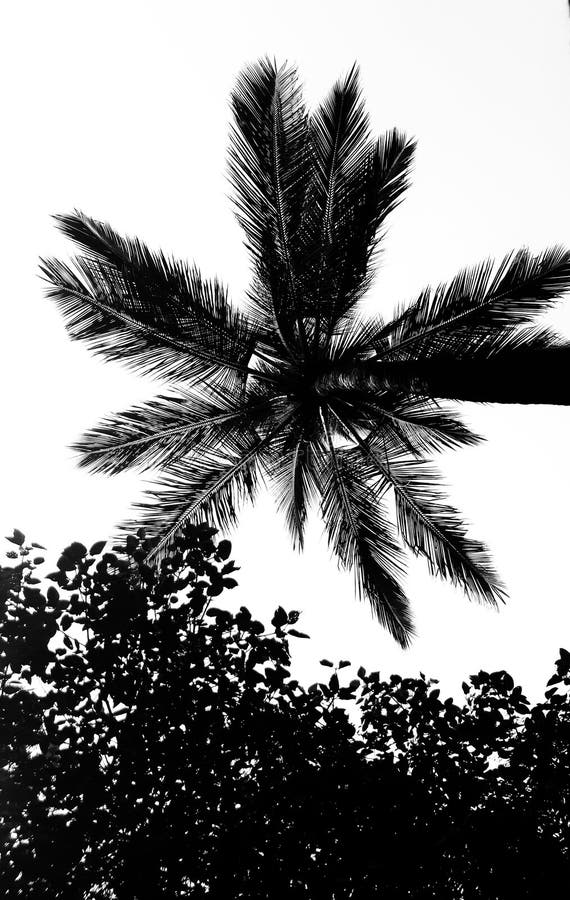 Palm Tree Also Known As Coconut Tree Silhouette Isolated on White ...