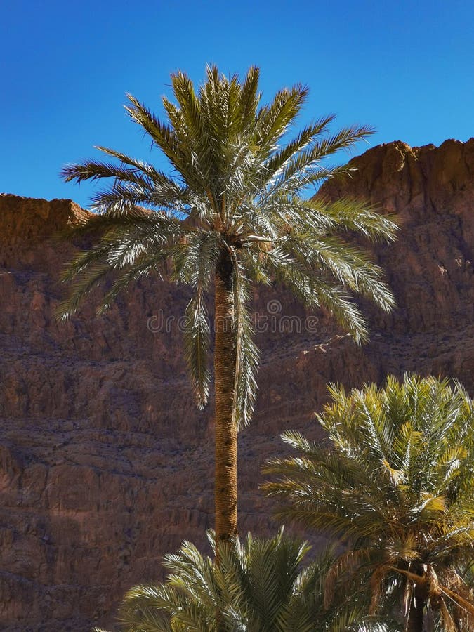 Palm Tree in the Atlas Mountain Morocco Stock Photo Image of plant
