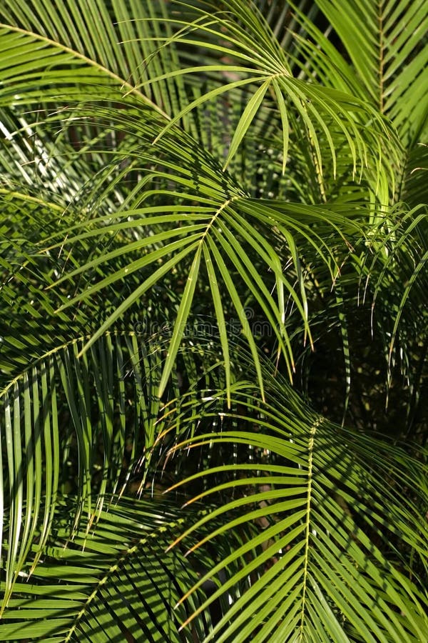 iphone 5 wallpaper palm tree