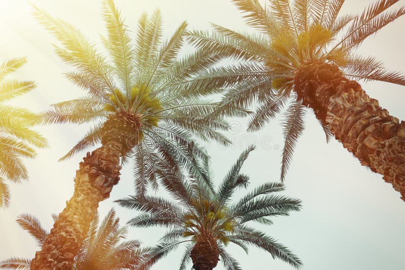 Palm tree background with retro filter effect