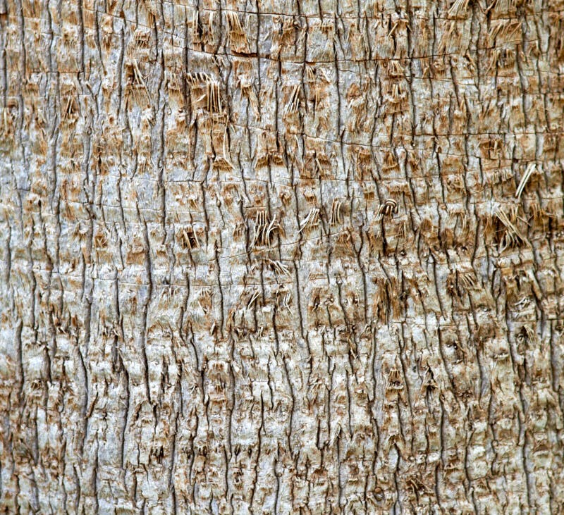 Palm Tree Bark Texture