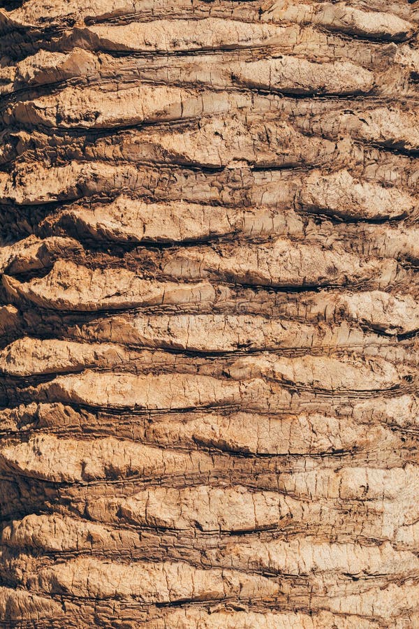 Palm tree bark texture background