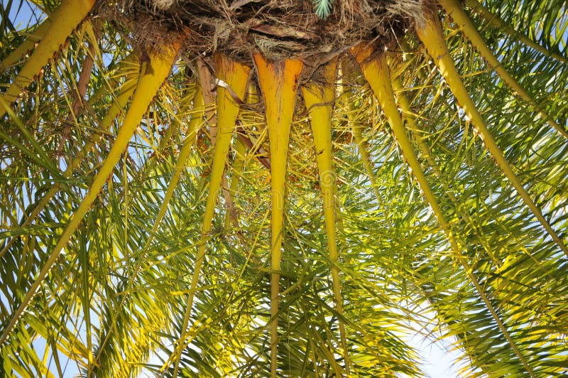 Palm Tree Base and Branches with Sky Stock Photo Image of trees, palm