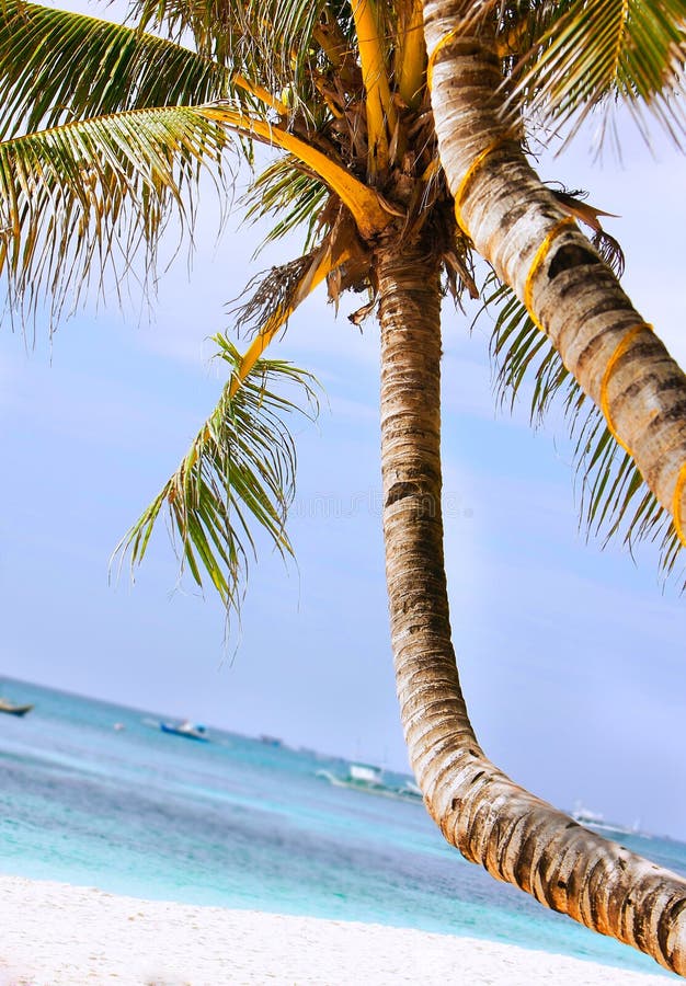 Palm tree on beach