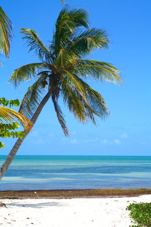 Palm Tree on Beach