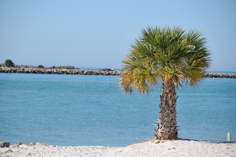Palm tree at the beach stock image. Image of ocean, clearwater 7219867