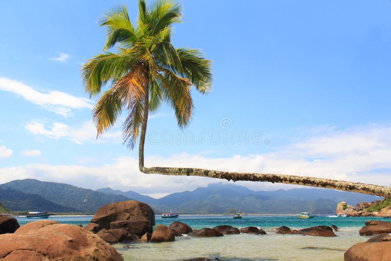 Palm tree on beach Aventueiro, Ilha Grande, Brazil