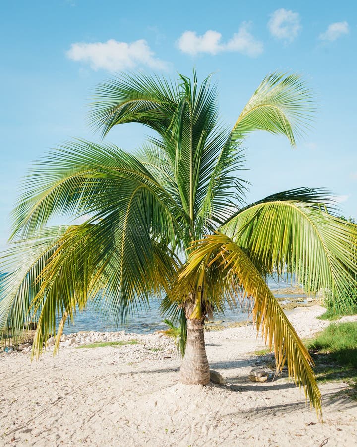 Palm Tree on a Beach in Cozumel, Mexico Stock Image Image of outdoors