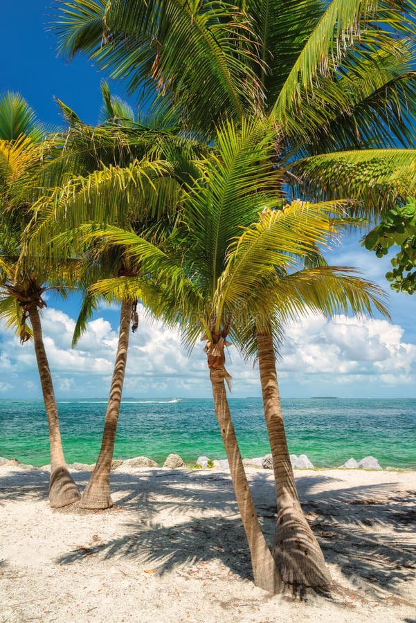 Palm Tree on the Beach. Florida Stock Image Image of summer, journey