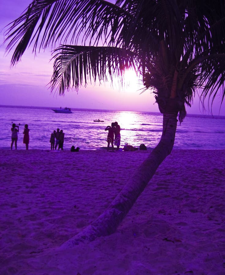 Palm tree and beach sunset