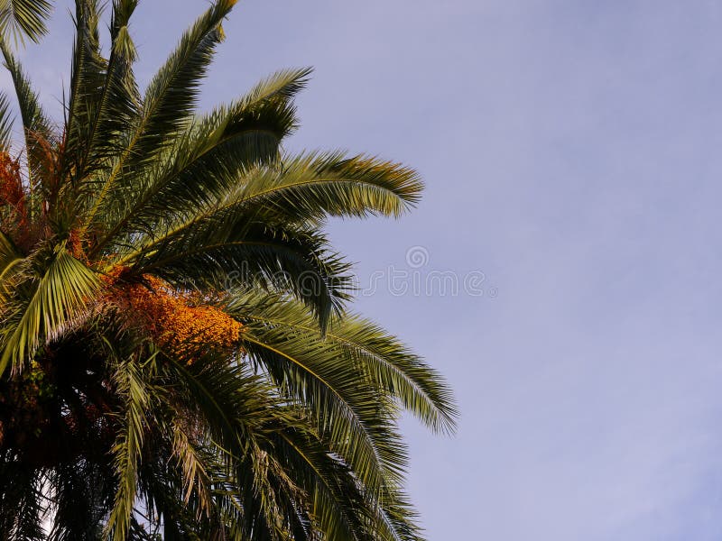 Palm Tree Bearing Fruits with Violet Sky Stock Photo Image of purple