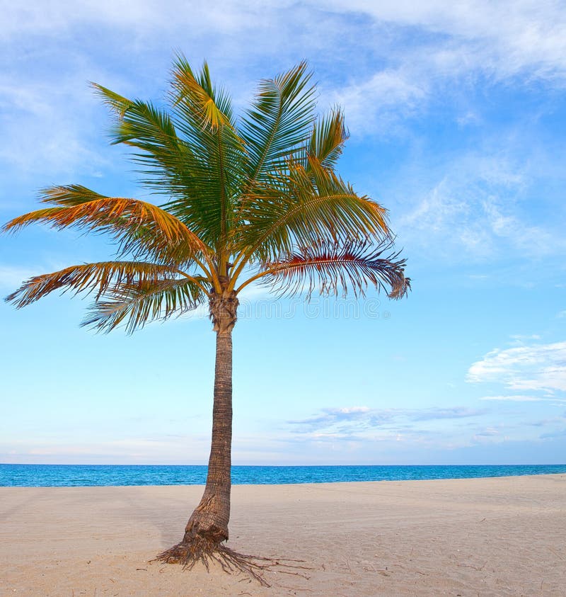 Coconut palm tree on a beautiful sunny summer afternoon in Miami Beach Florida with ocean and blue sky in the background