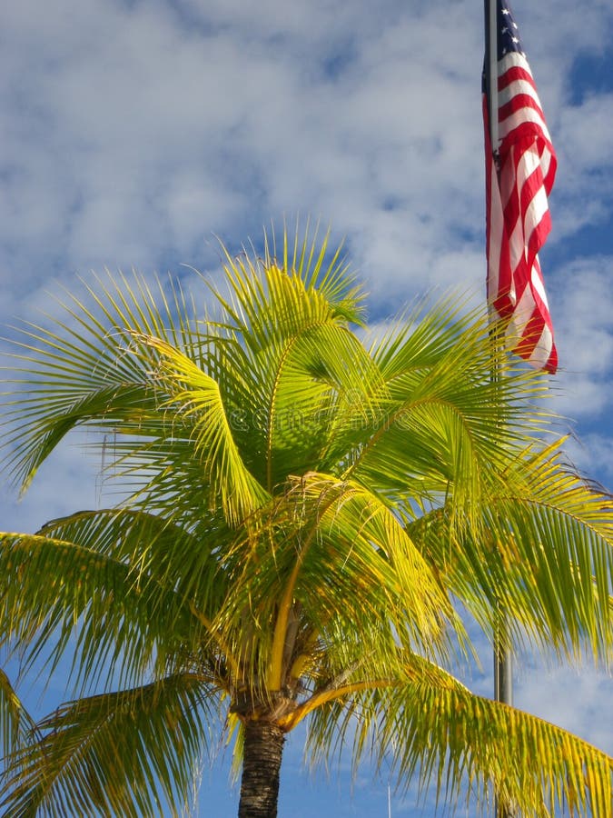 American Flag And Palm Tree Stock Image Image of ocean, american