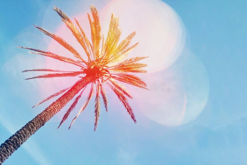 Palm tree on blue sky background with trendy colorful bokeh