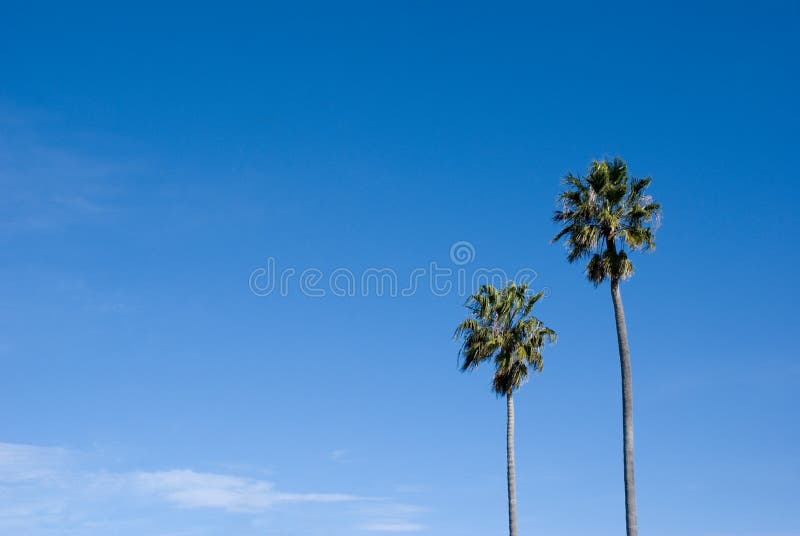 Palm Tree, Blue Sky copy space