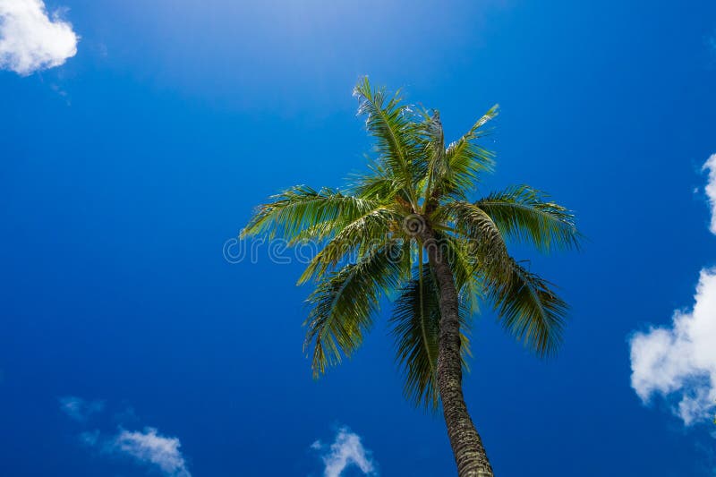 Palm Tree and Blue Sky stock image. Image of palm, hawaii - 140939969