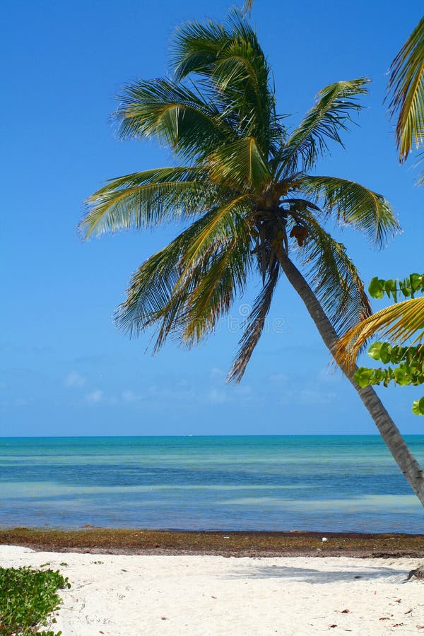 Palm tree and blue water