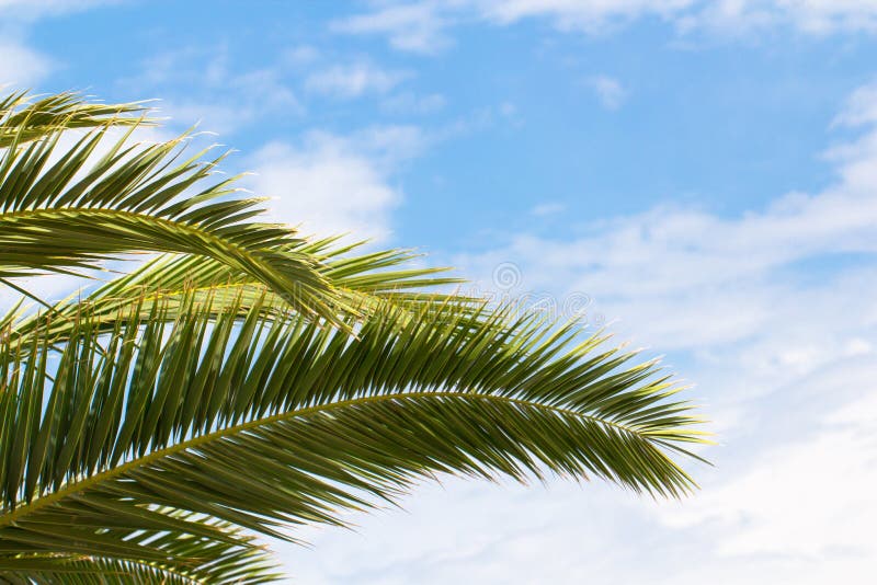 Palm tree branch on a blue sky background. Palm sunday, christian, summer, tropic, exotic, jungle, season concept royalty free stock image Palm tree branch on a blue sky background. Palm sunday, christian, summer, tropic, exotic, jungle, season concept royalty free stock image