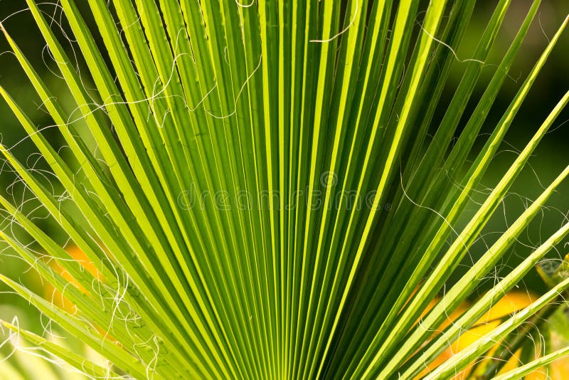 Palm Tree Branch stock photo. Image of close, droop, curve - 42471412