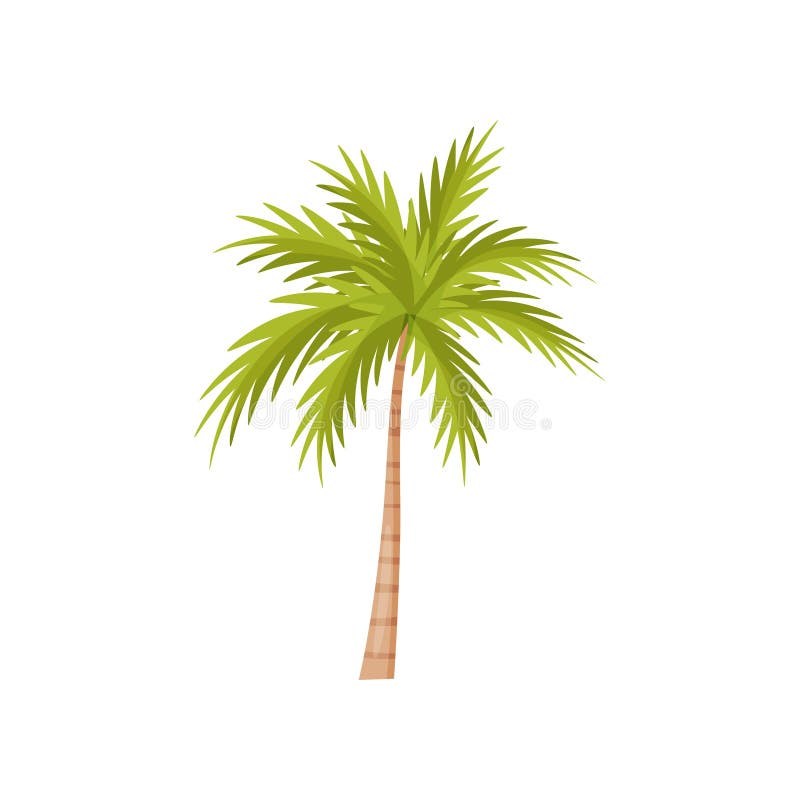 Palm tree with bright green leaves. Natural landscape element. Plant of wild Bali jungle. Flat vector design