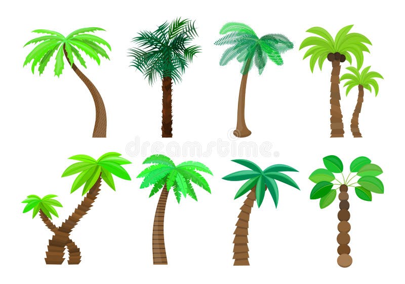 Palm tree in cartoon style set on a white background Vector Illustration