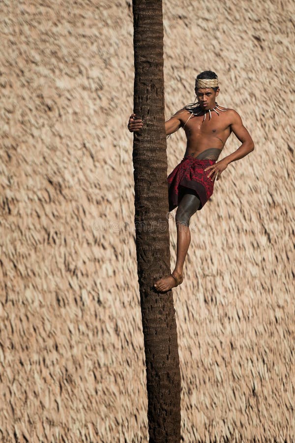 Palm tree climber stock photography