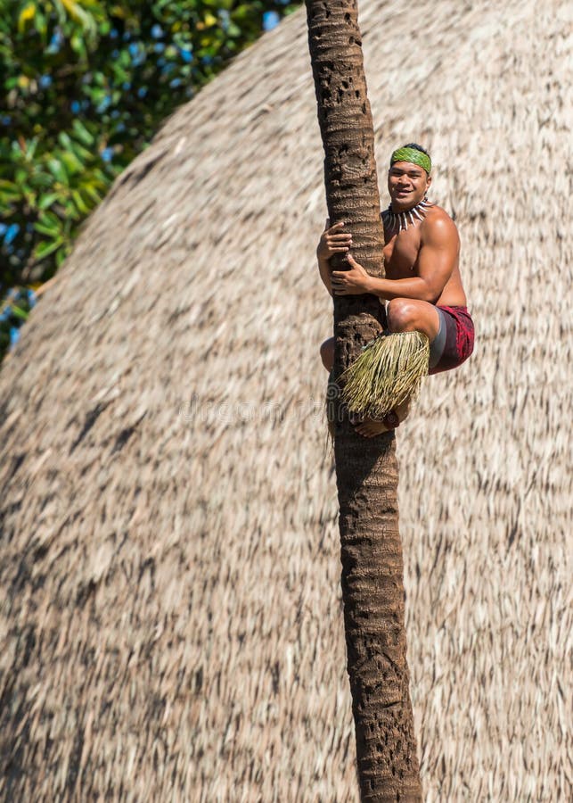 Palm tree climber stock photo