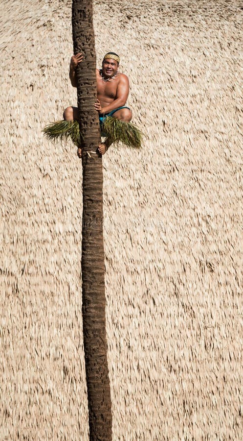 Palm tree climber royalty free stock images