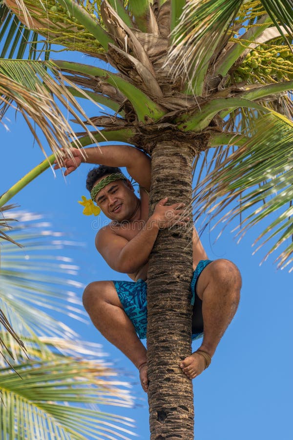 Palm tree climber royalty free stock images