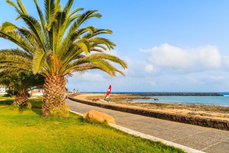 Palm tree on coastal promenade