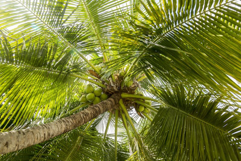 Palm tree with coconuts stock images