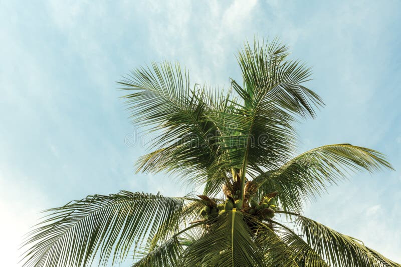 Palm tree with coconuts stock photos