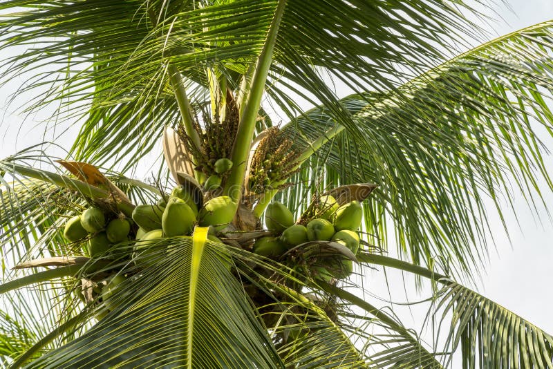 Palm tree with coconuts stock photo. Image of grow, leaves - 99350600