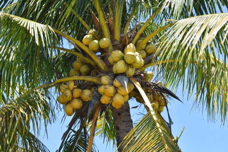 Coconut Tree, Palm Tree, Bali, Indonesia Stock Image - Image of bali ...