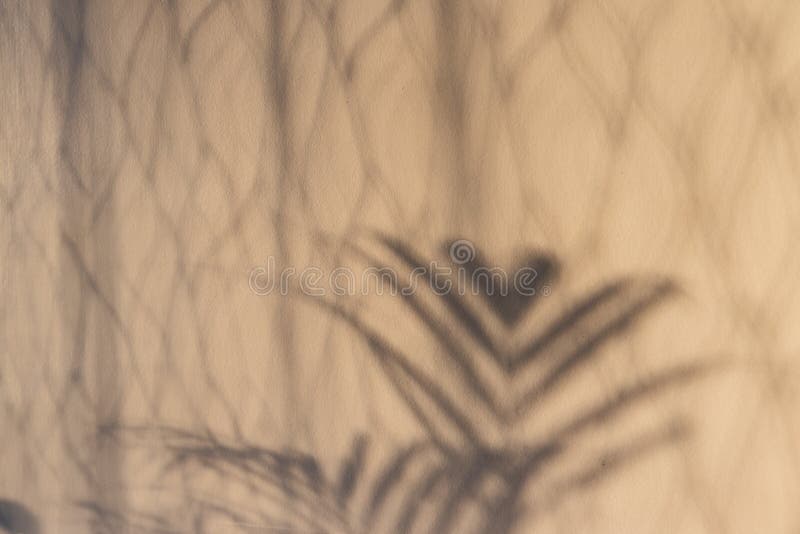 Palm tree and curtain shadow on the door shot with natural window light