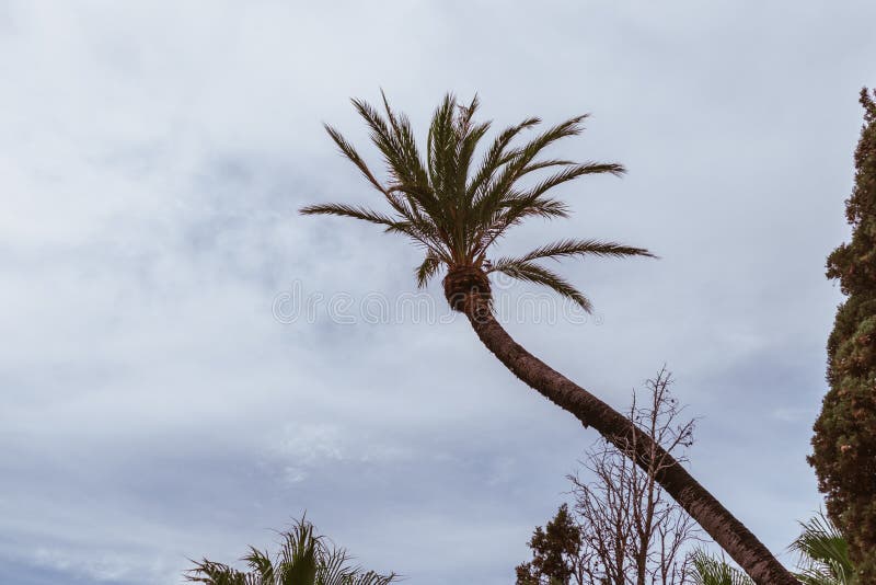 Palm tree with curved trunk with the cloudy sky in the backgroun royalty free stock photography