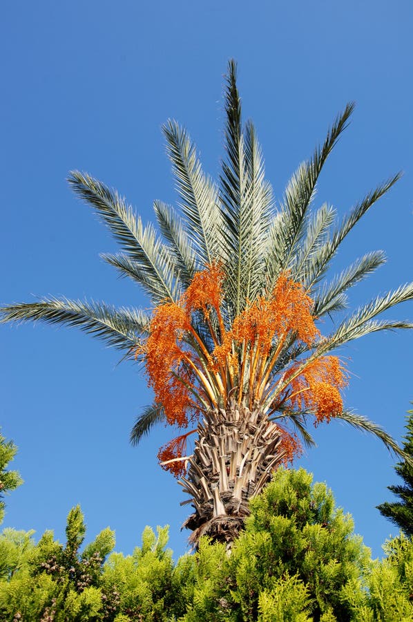 Palm Tree with Date Fruits. Stock Photo Image of climate, summer