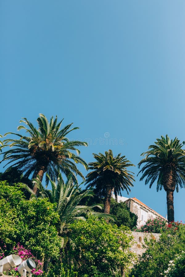 Palm Tree. Date Tree In Montenegro.