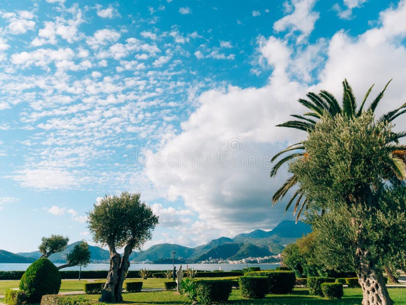 Palm Tree. Date Tree In Montenegro.