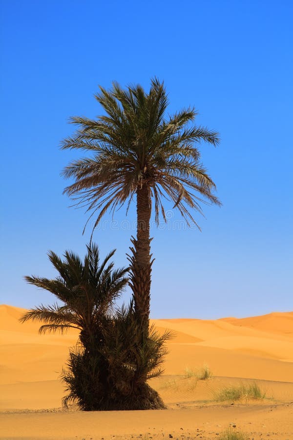 Palm tree on desert